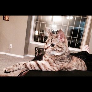 Meet your Posher, Addison